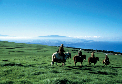 Paniolo On Horseback