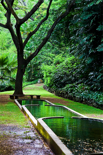 Reflecting Pool At Allerton Gardens