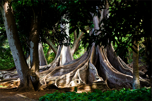 Moreton Bay Figs