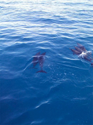 Spinner Dolphins