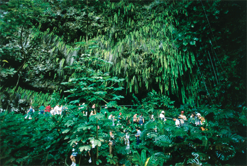 Fern Grotto