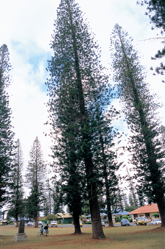 Norfolk Pines Lanai City