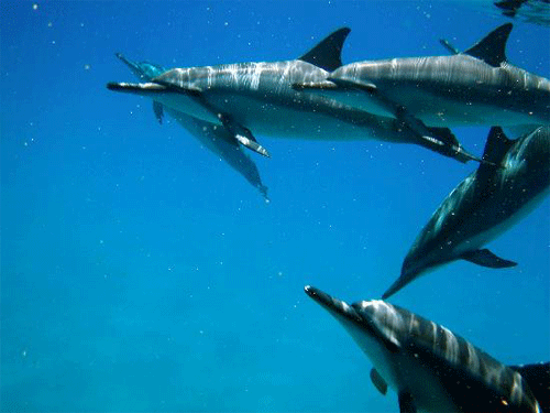 Dolphins