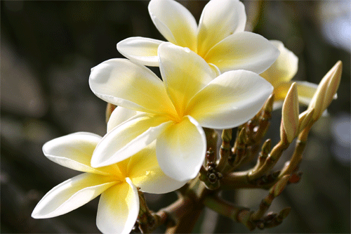 Plumeria Flowers