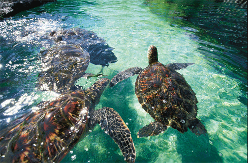 Sea Turtles