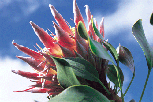 Protea Flower