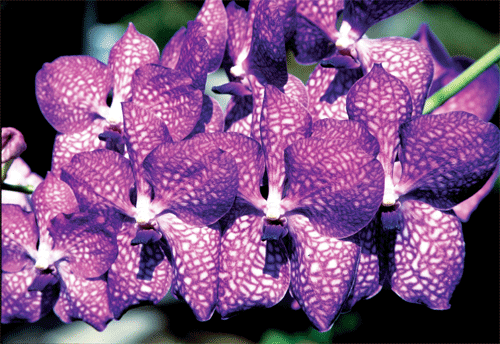 Purple Orchids